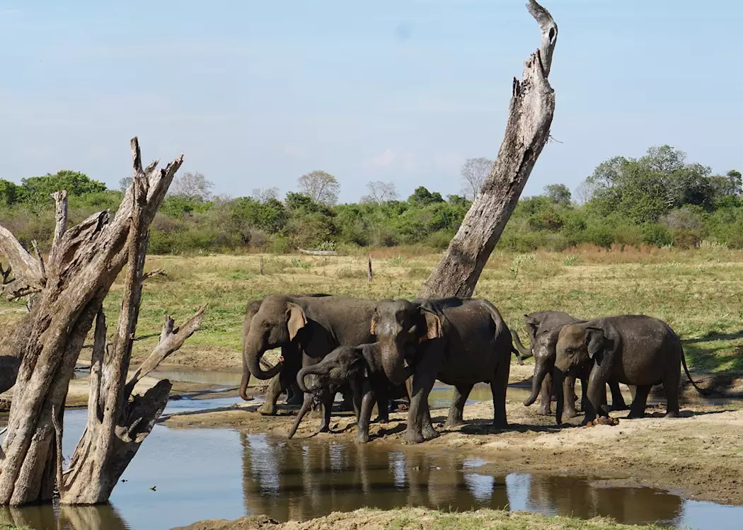 udawalawe-national-park