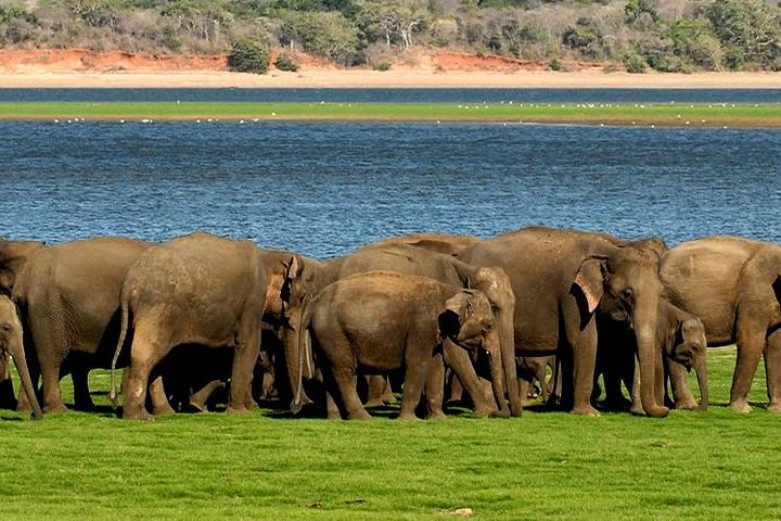 Minneriya national park Sri Lanka