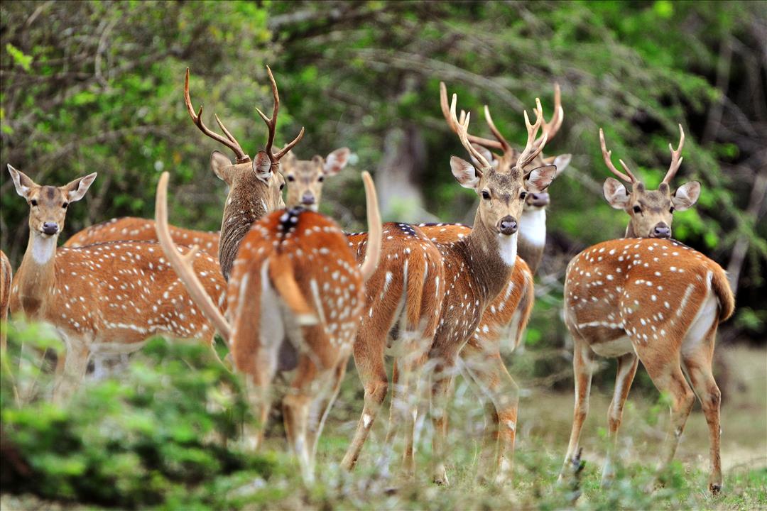 Wilpaththu National park sri lanka