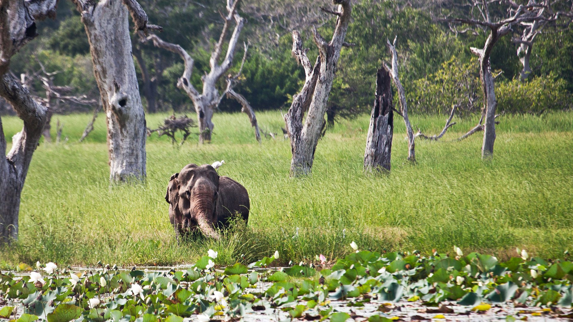 yala-national-park-sri-lanka-scenery-elephant